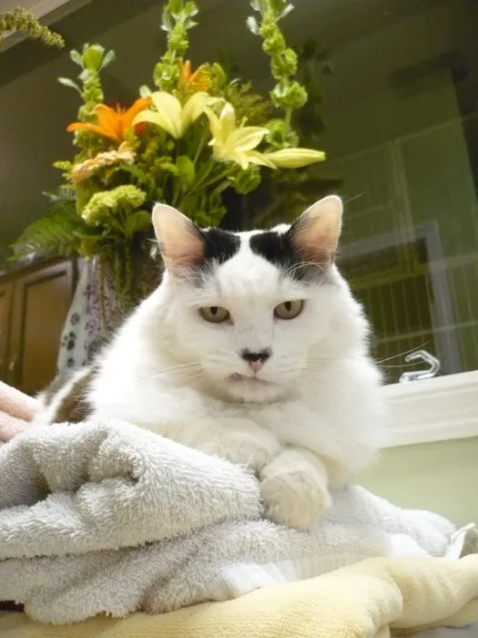 Metro Cat Clinic Picture 5