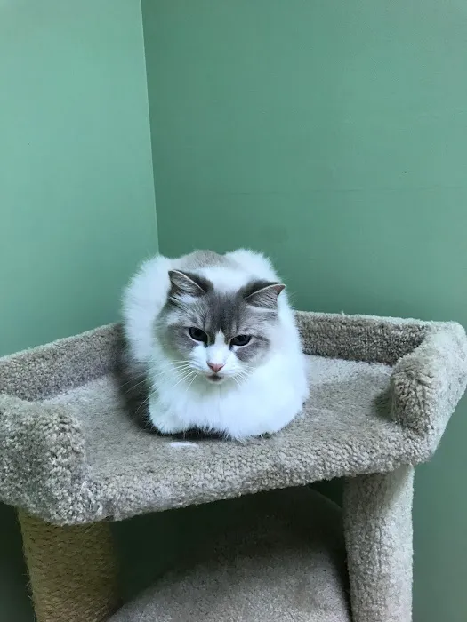 Metro Cat Clinic Picture 8