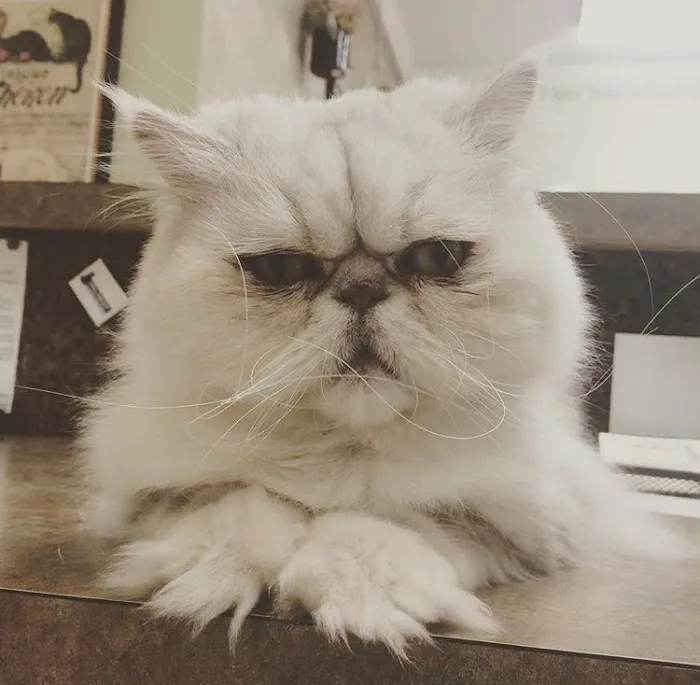 Metro Cat Clinic Picture 10