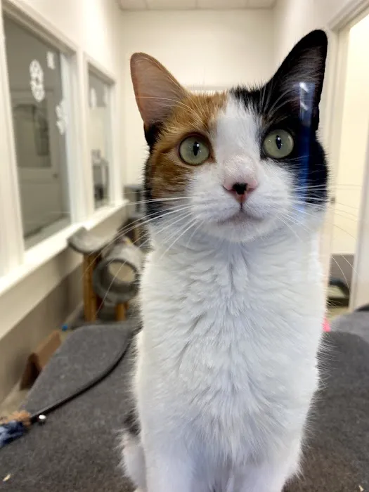 Holmes Feline Clinic Picture 4