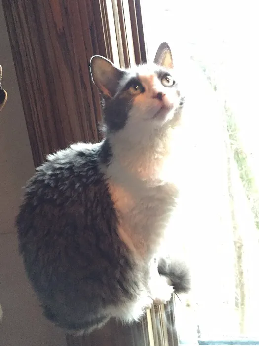 Holmes Feline Clinic Picture 5