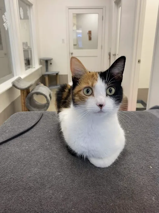 Holmes Feline Clinic Picture 2