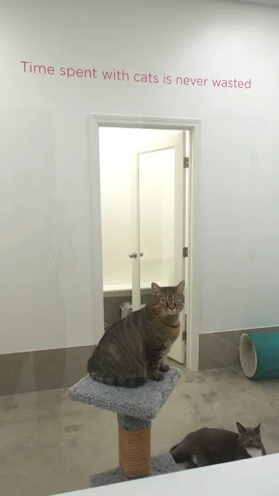 Holmes Feline Clinic Picture 8