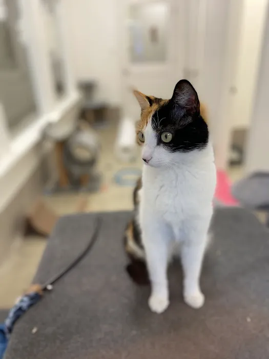 Holmes Feline Clinic Picture 3