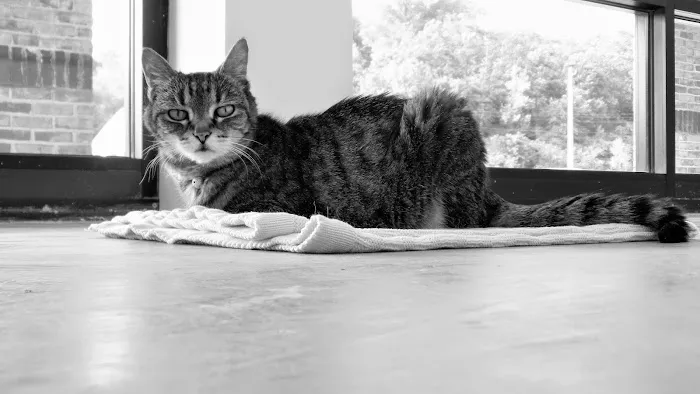 Holmes Feline Clinic Picture 9