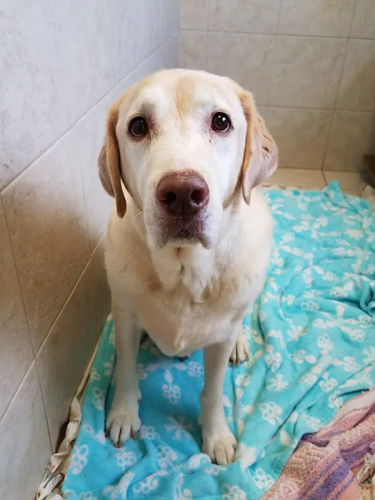 Altadena Valley Animal Clinic Picture 3