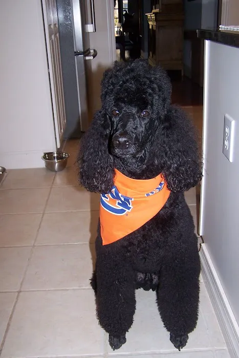 Altadena Valley Animal Clinic Picture 1