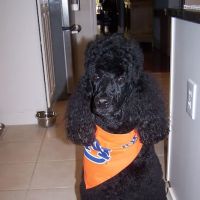 Altadena Valley Animal Clinic ico