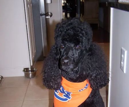 Altadena Valley Animal Clinic