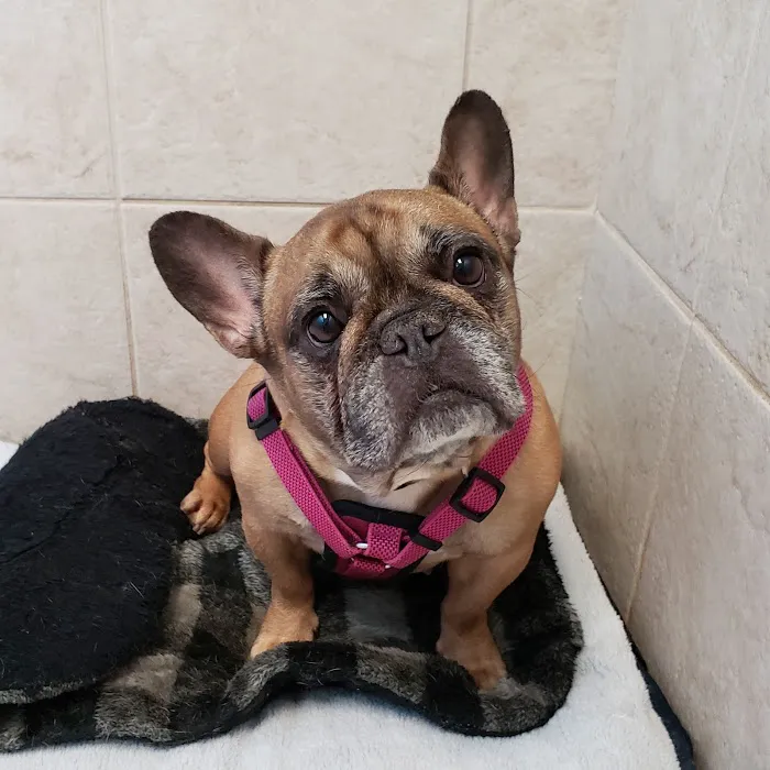 Altadena Valley Animal Clinic Picture 4