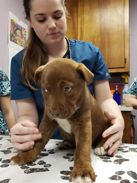 Altadena Valley Animal Clinic Picture 7