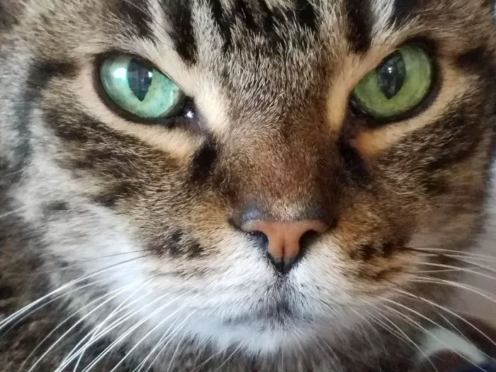 Altadena Valley Animal Clinic Picture 6