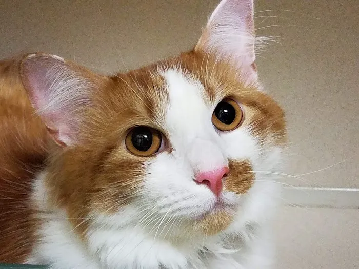 Altadena Valley Animal Clinic Picture 10