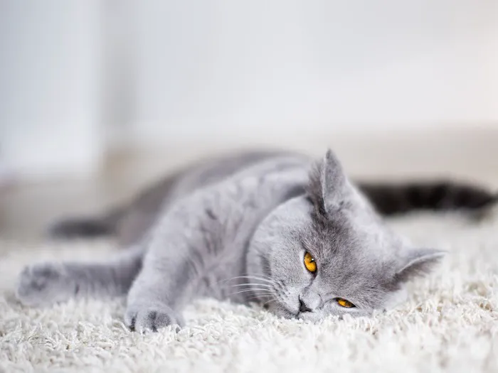 Rocky Ridge Animal Clinic & Pet Hotel Picture 1