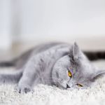 Rocky Ridge Animal Clinic & Pet Hotel