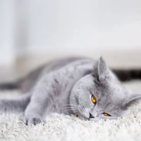 Rocky Ridge Animal Clinic & Pet Hotel ico