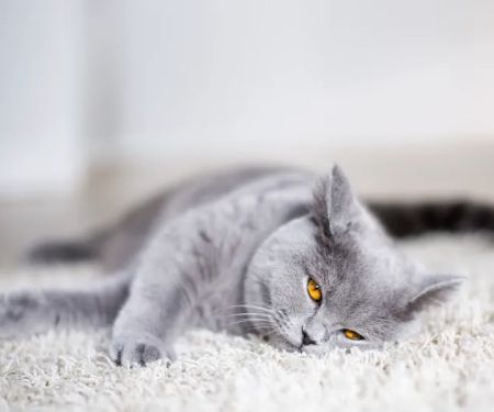 Rocky Ridge Animal Clinic & Pet Hotel