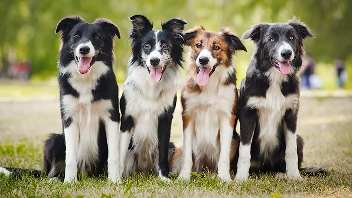 Rocky Ridge Animal Clinic & Pet Hotel Picture 8