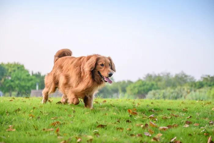 Rocky Ridge Animal Clinic & Pet Hotel Picture 4
