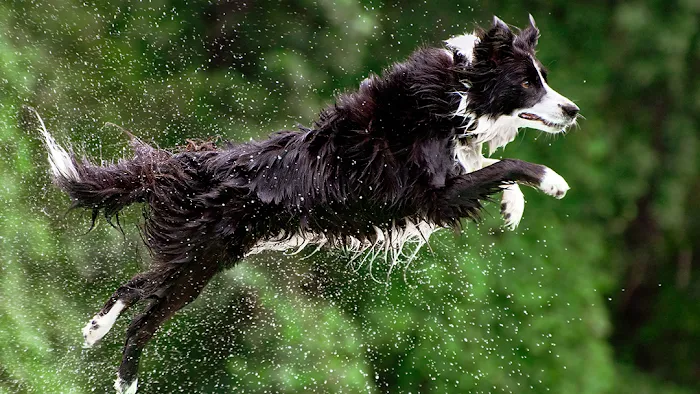 Rocky Ridge Animal Clinic & Pet Hotel Picture 9