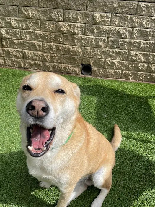 Advanced Veterinary Care of Vestavia Picture 1