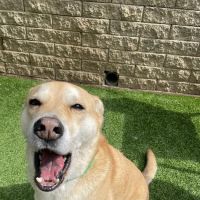 Advanced Veterinary Care of Vestavia ico