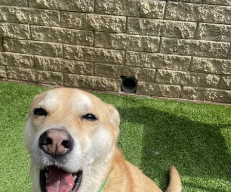 Advanced Veterinary Care of Vestavia