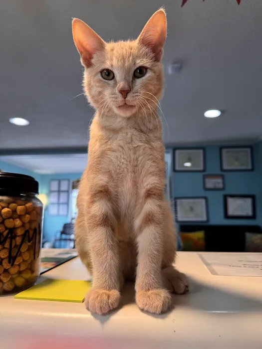 Advanced Veterinary Care of Vestavia Picture 2