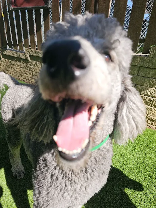 Advanced Veterinary Care of Vestavia Picture 4