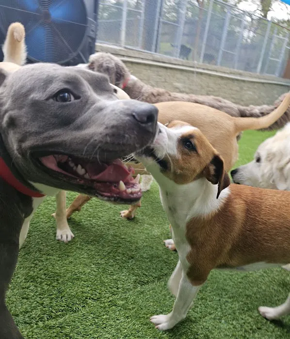 Advanced Veterinary Care of Vestavia Picture 7