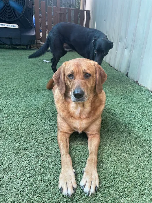 Advanced Veterinary Care of Vestavia Picture 5