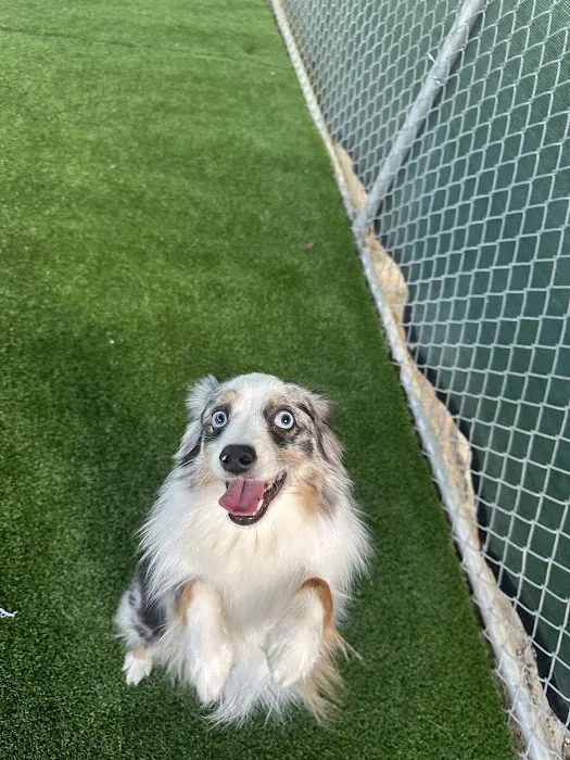 Advanced Veterinary Care of Vestavia Picture 3