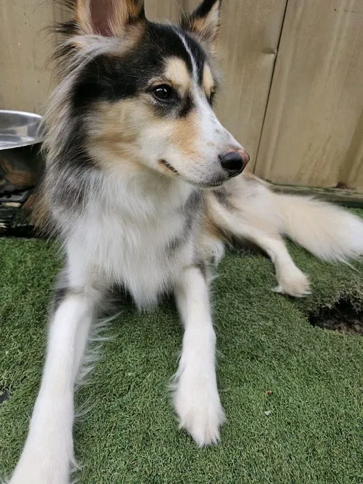 Advanced Veterinary Care of Vestavia Picture 6