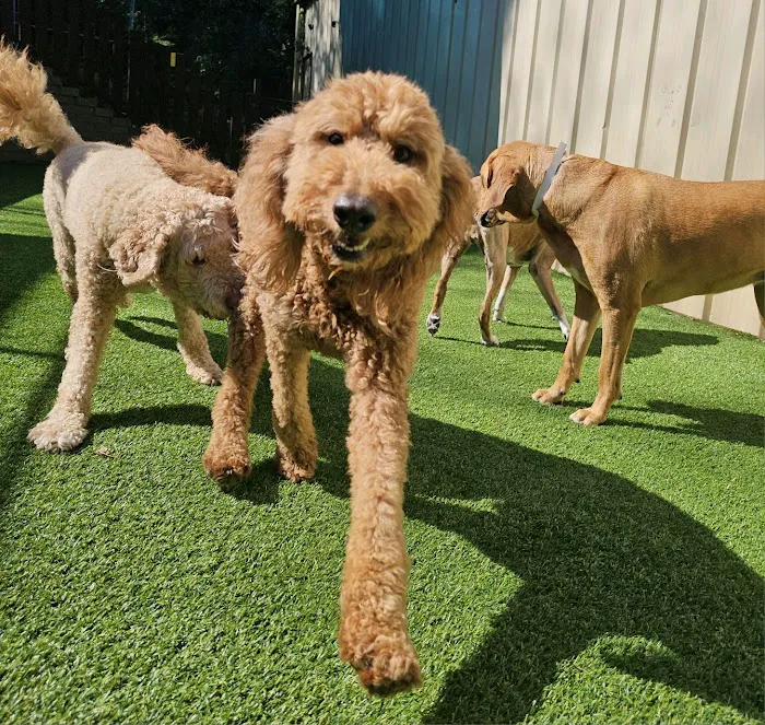 Advanced Veterinary Care of Vestavia Picture 8