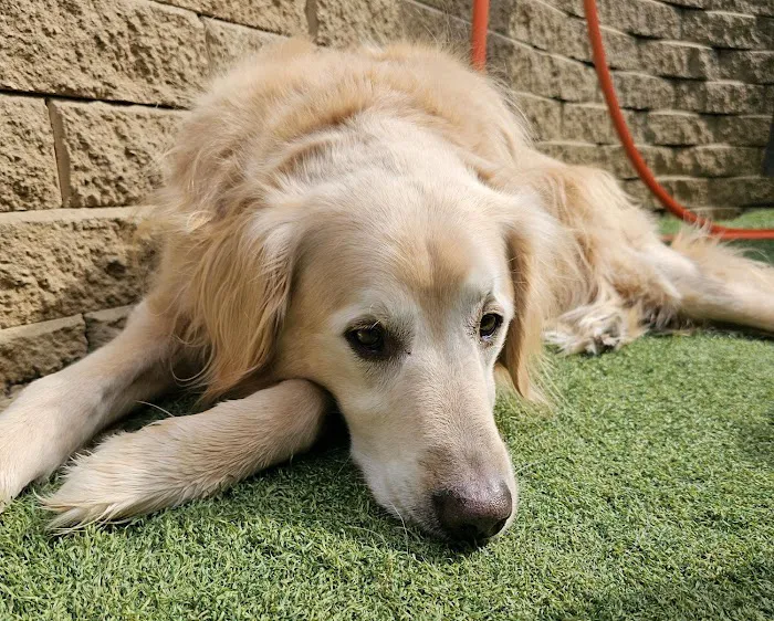 Advanced Veterinary Care of Vestavia Picture 9