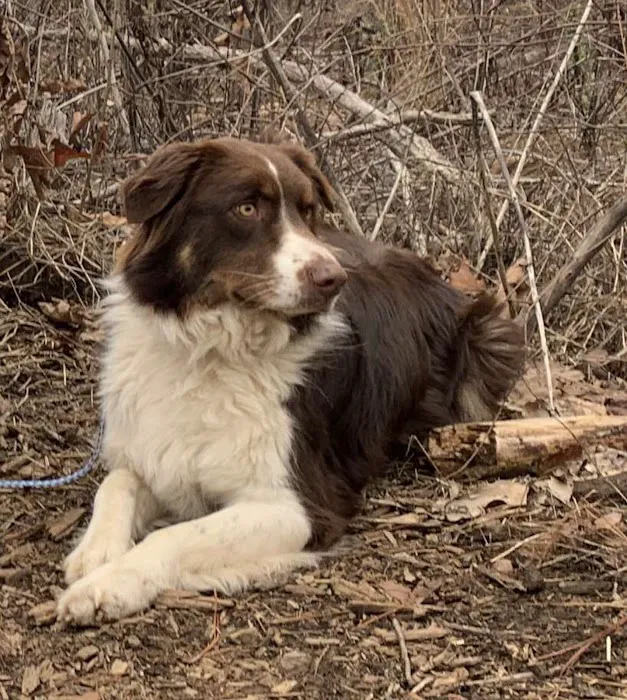 easyvet Veterinarian Liberty Park Picture 4