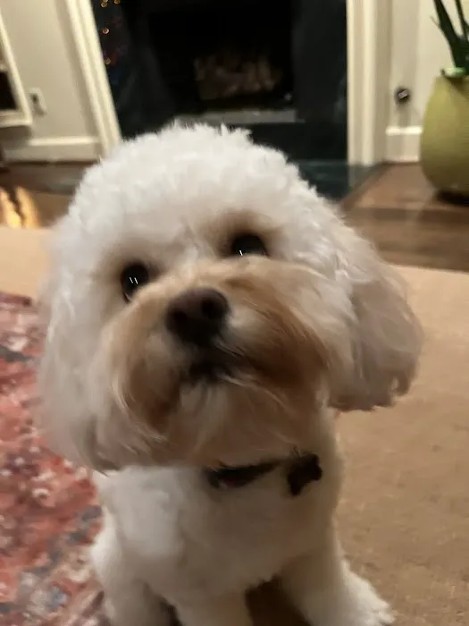 easyvet Veterinarian Liberty Park Picture 3