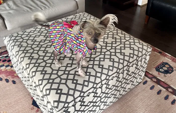 easyvet Veterinarian Liberty Park Picture 1