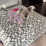 easyvet Veterinarian Liberty Park