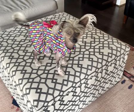 easyvet Veterinarian Liberty Park