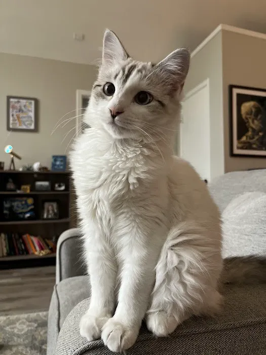 easyvet Veterinarian Liberty Park Picture 6