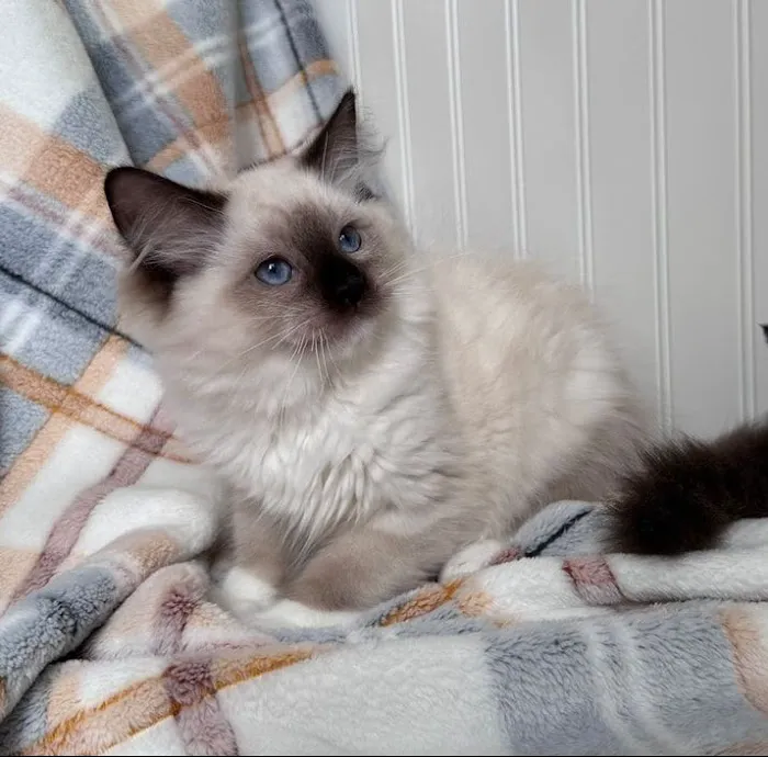 easyvet Veterinarian Liberty Park Picture 5