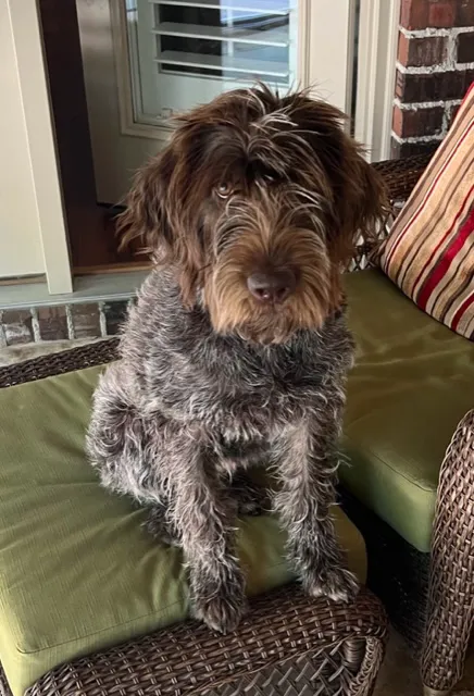 easyvet Veterinarian Liberty Park Picture 9