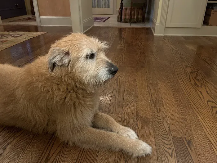 easyvet Veterinarian Liberty Park Picture 8