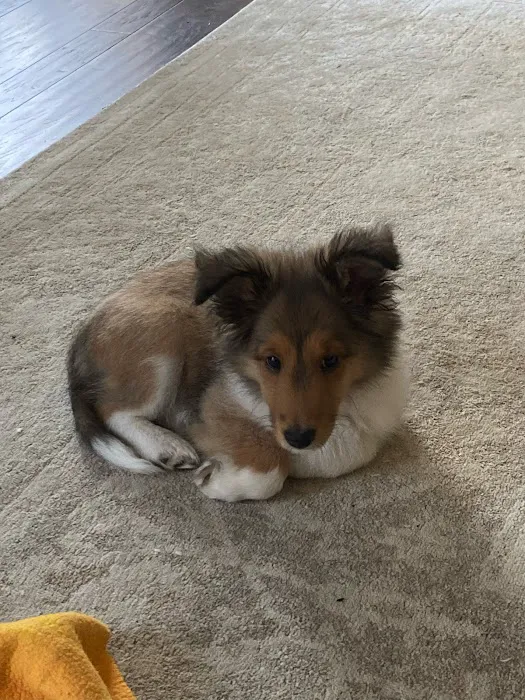 easyvet Veterinarian Liberty Park Picture 10