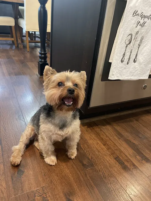 easyvet Veterinarian Liberty Park Picture 7