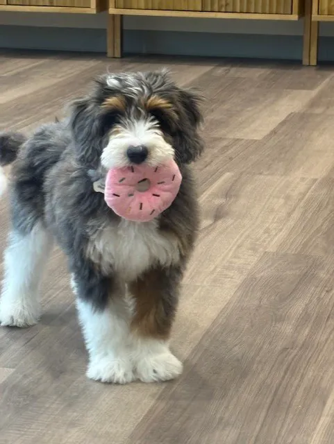 Parkside Pet Hospital Picture 3