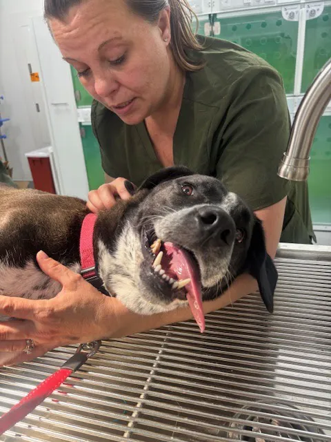 Parkside Pet Hospital Picture 2