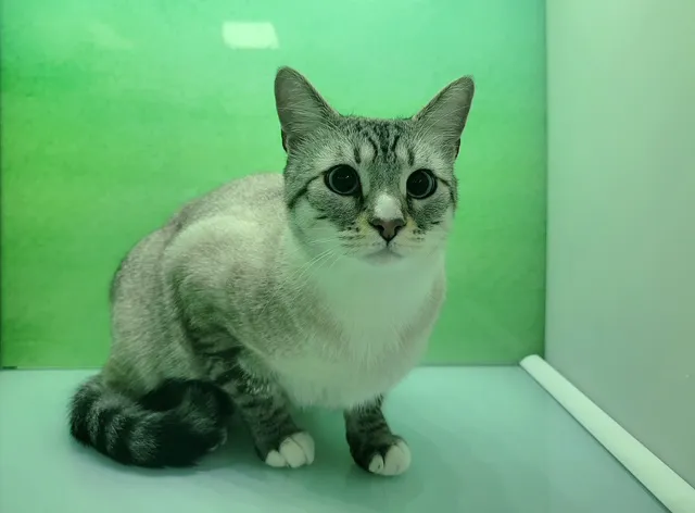 Parkside Pet Hospital Picture 10