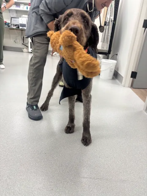 Parkside Pet Hospital Picture 5